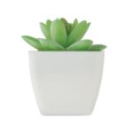 mini kunstplantje graptopetalum paraguayense vorm