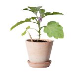 sprout gescherpt potlood met zaadjes