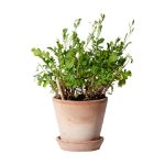 sprout gescherpt potlood met zaadjes