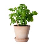 sprout ongescherpt potlood met zaadjes