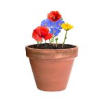 wilde bloemen zaden mussox