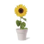 bloempot tumil zonnebloemen