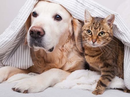 Afbeelding voor categorie dieren