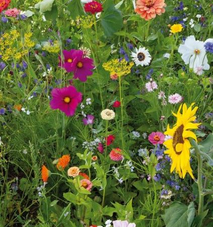 Afbeelding voor categorie bloemen en zaadjes