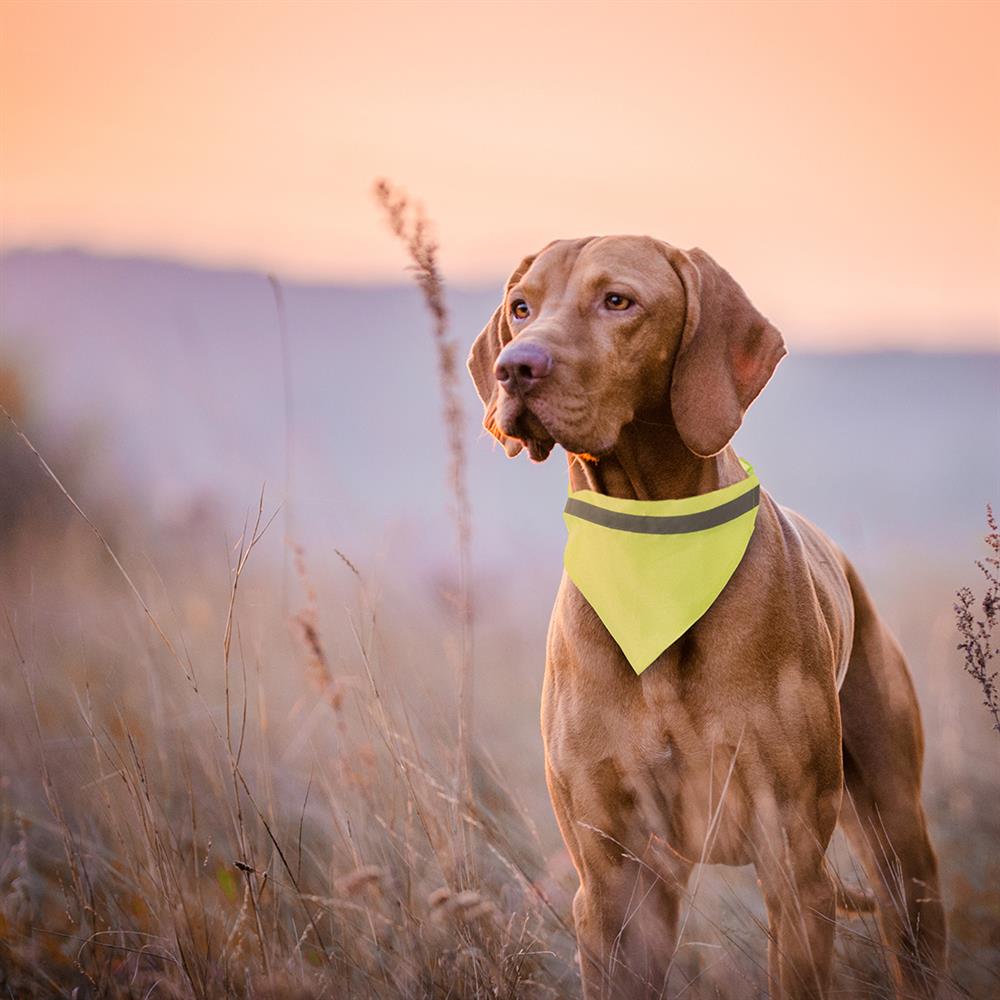 Ook honden dragen bandana's