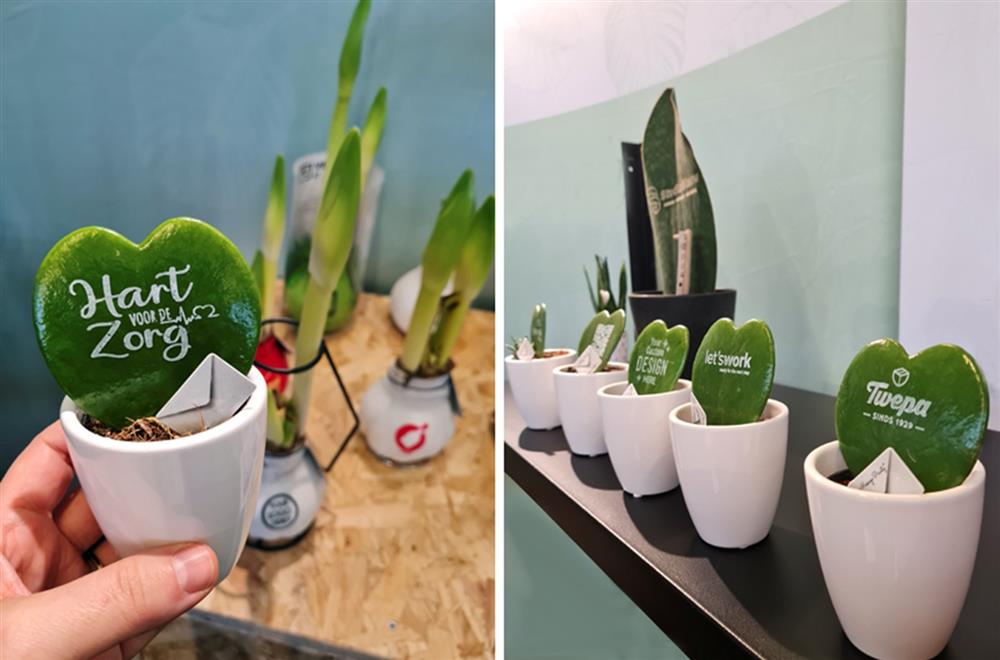 Hartplantjes zijn ideaal als bedankje in de zorgsector