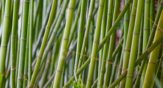 Bamboevezels - de plant