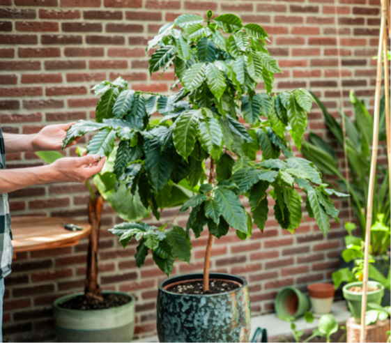 treemore groeien met aandacht